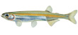 Australian Smelt