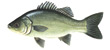 Australian Bass