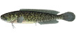 Black Fish