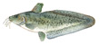 Catfish