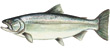 Chinook Salmon