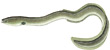 Eel