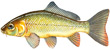 European Carp