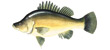 Golden Perch