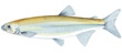 Greyling
