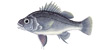 Macquarie Perch