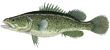 Murray Cod