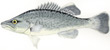 Trout Cod