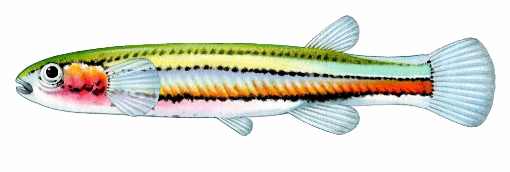 Dwarf galaxias