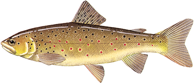 Brown Trout