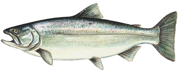 Chinook Salmon