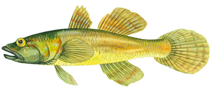 Flathead gudgeon