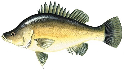 Picture of a golden perch