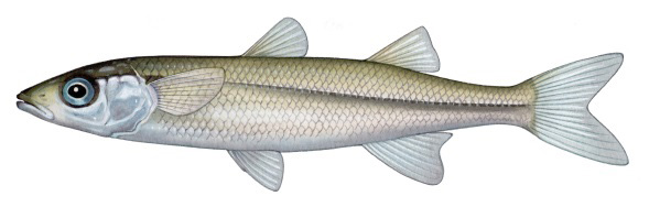 Hardyheads