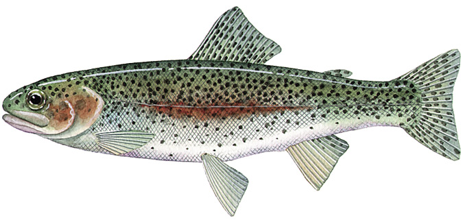 Rainbow Trout