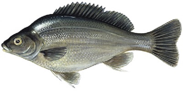 Silver percj