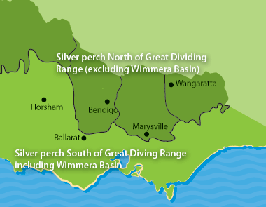 Silver perch north and south of great dividing range