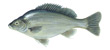 Silver Perch