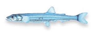 Tasmanian whitebait