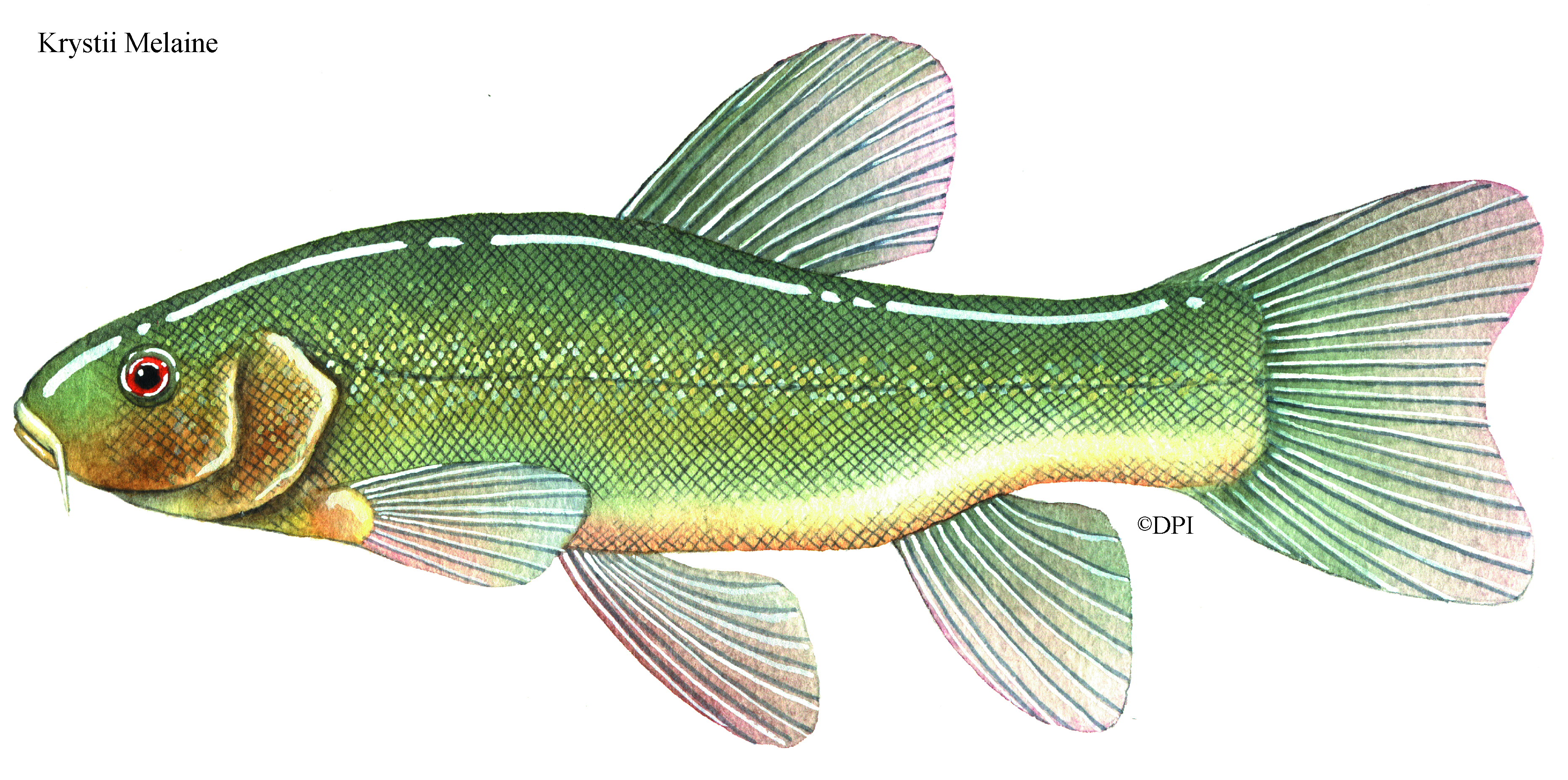 Tench