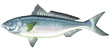 Australian Salmon