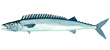 Barracouta