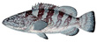 Black cod