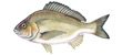 Bream