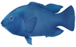 Barracouta