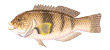 Bluethroat Wrasse Female