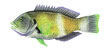 Bluethroat Wrasse Male