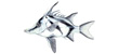 Boarfish