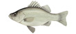 Estuary perch