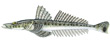 Flathead