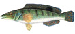 Grass Whiting