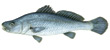 Mulloway