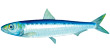 Pilchard