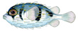 Puffer