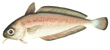 Rock Cod