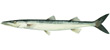 Short Fin Pike