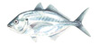 Silver Trevally