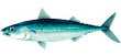 Slimy Mackerel