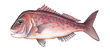 Snapper