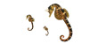Victorian Seahorse