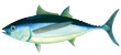 Albacore