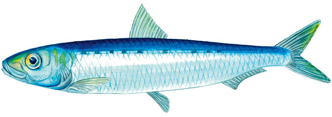 Pilchard