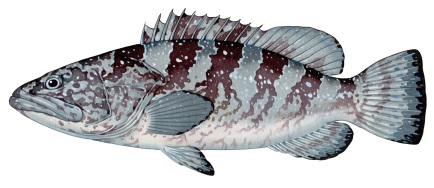 Black cod