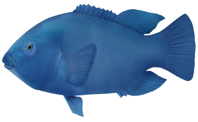 Male Blue Groper