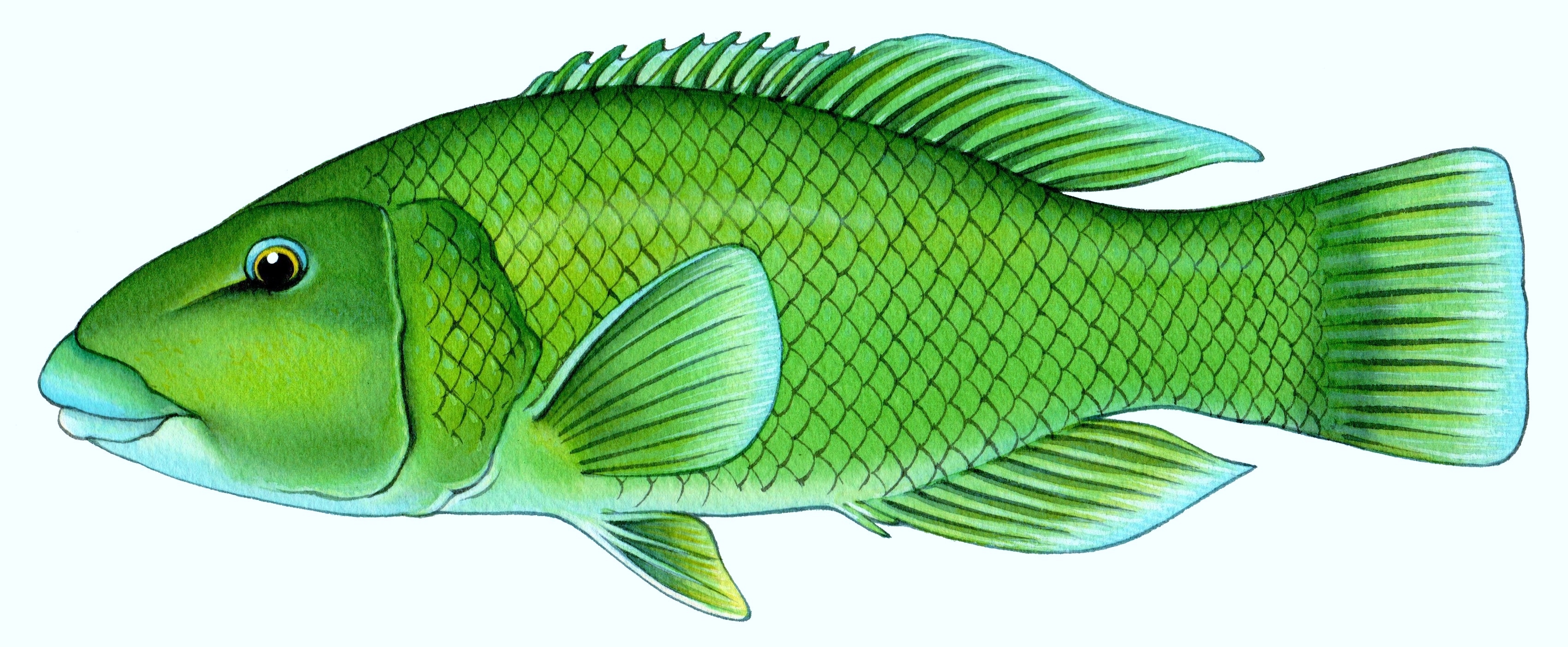 Juvenile blue groper
