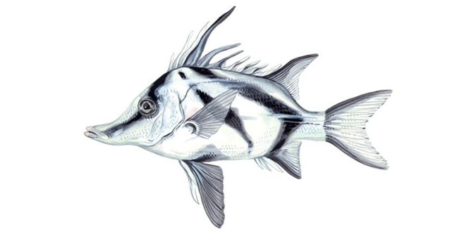Boarfish